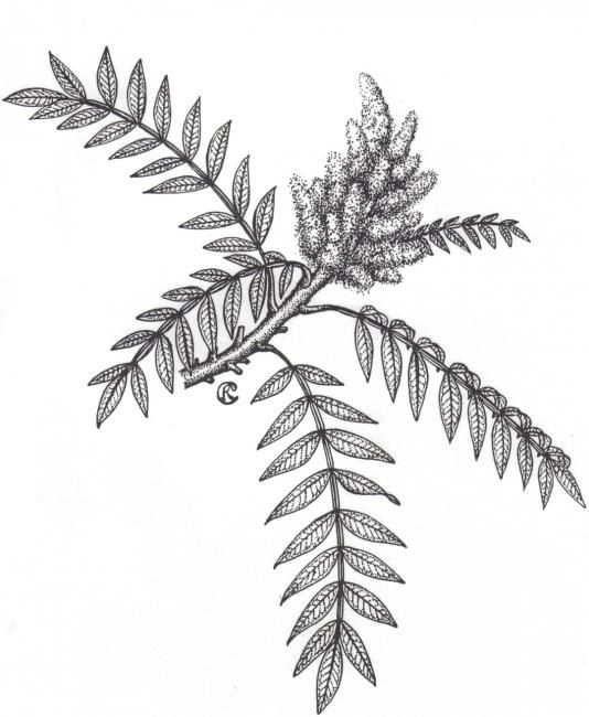 534x650 Winged Sumac Rhus Copallinum (Raphael Gottlieb)