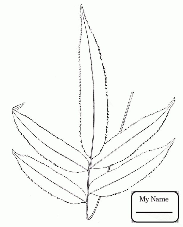 616x765 Trees Leaves Fern Leaf Ferns Coloring Pages For Kids