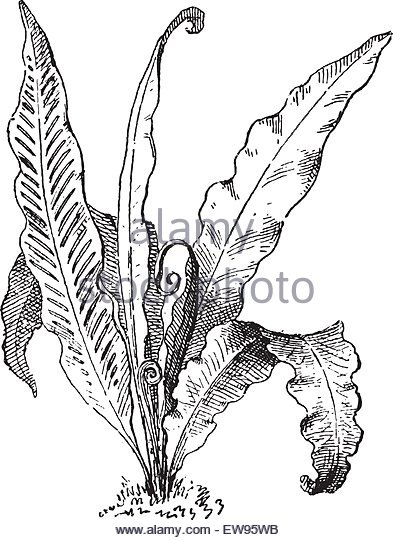393x540 Antique Drawing Engraving Fern Stock Photos Amp Antique Drawing