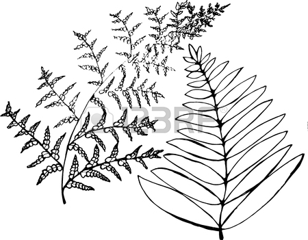 450x351 Black Fern Stock Photos Amp Pictures. Royalty Free Black Fern Images