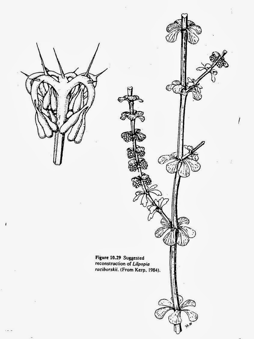 845x1125 Botany Professor A Leaf By Any Other Name