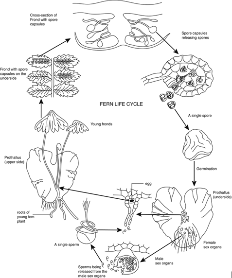 477x572 Definition Of Reproduction And Development In Ferns