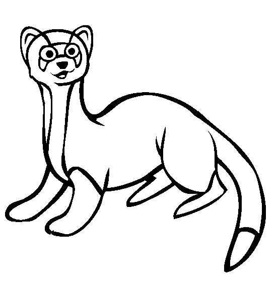 554x564 Ferret Coloring Page