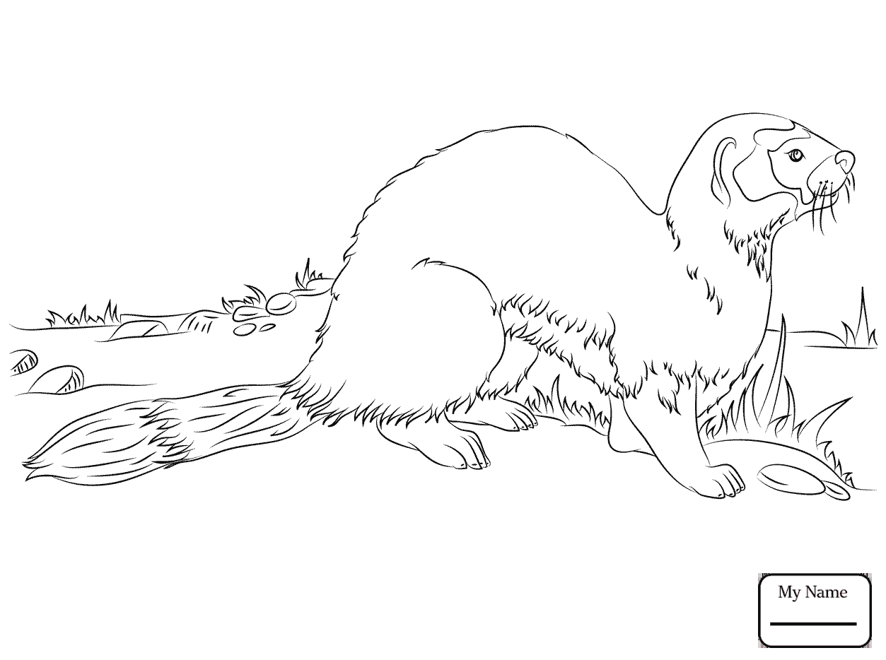 1253x934 Black Footed Ferret Mammals Ferrets Coloring Pages For Kids