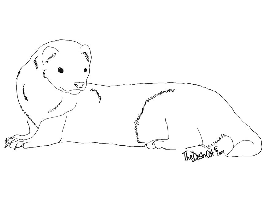 900x675 Free Ferret Lineart By Thedashcat