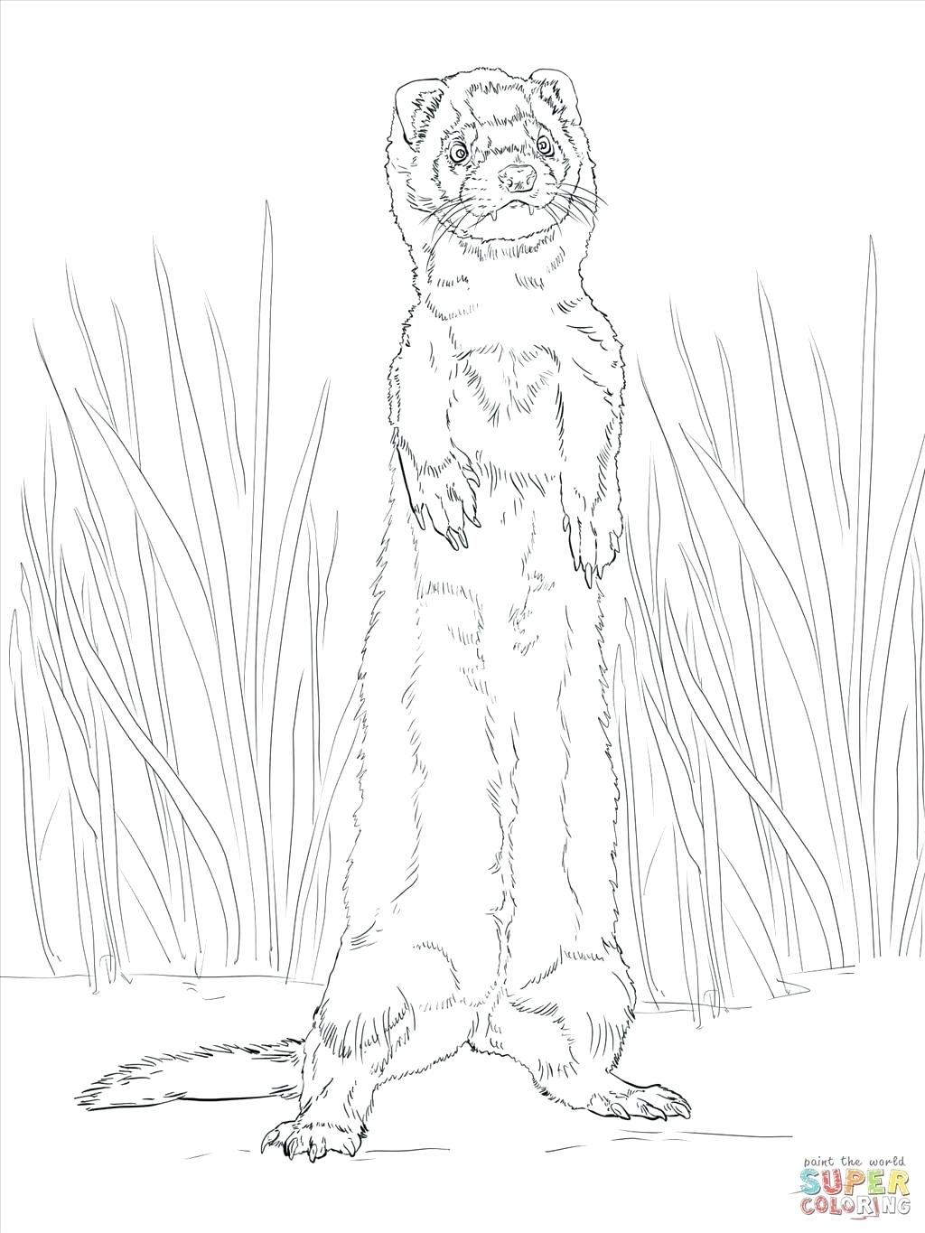1024x1365 Coloring Ferret Coloring