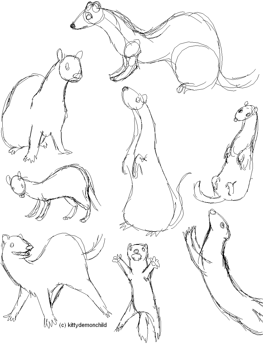 907x1196 Ferret Drawing
