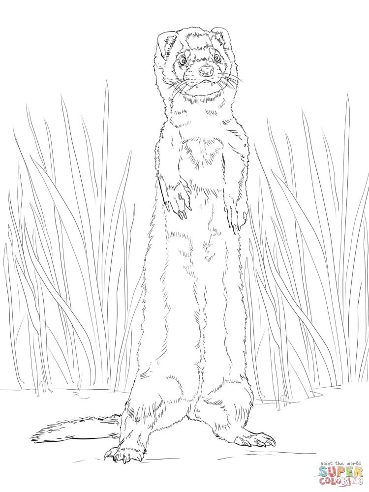 750x1000 Drawing How To Draw A Ferret Step By Step Easy Plus How To Make