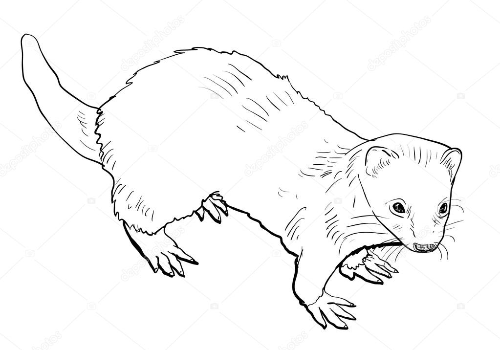 1023x716 Drawing Of Ferret Stock Vector Hadkhanong1979
