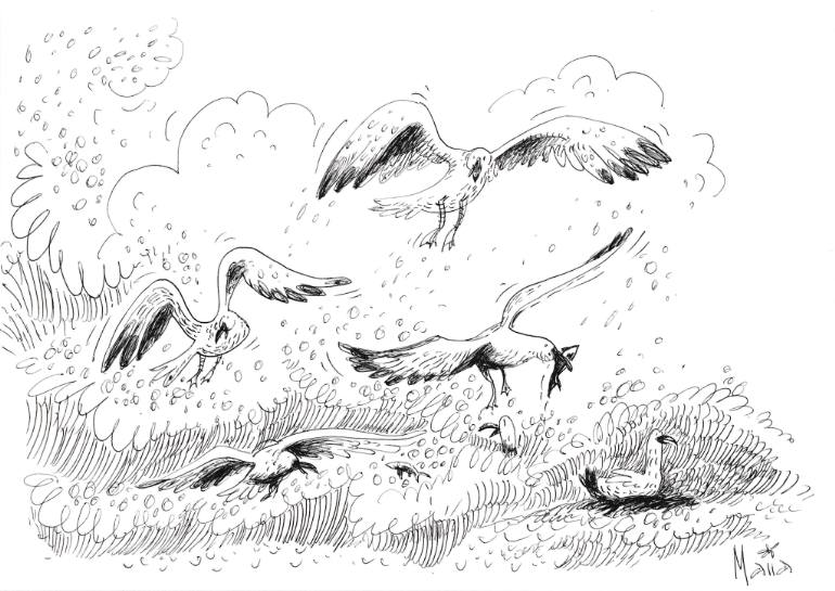 770x545 Saatchi Art Broughty Ferry Seagulls Drawing By Vysotska