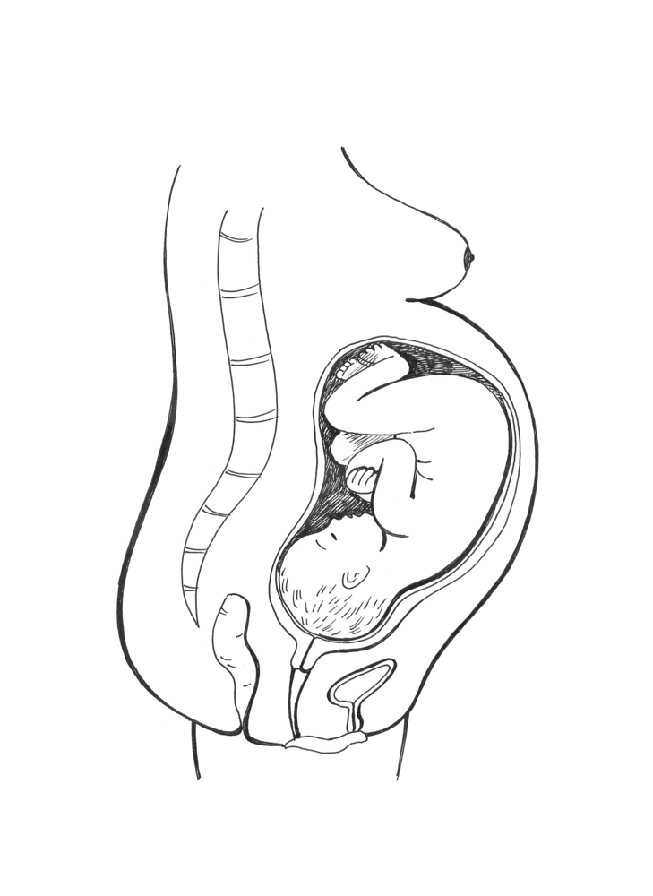 729x1000 Fetal Development Week 36