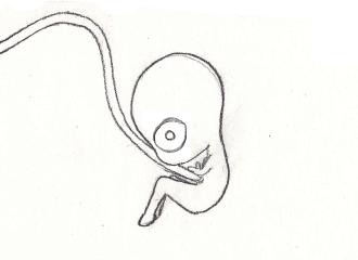 330x240 Fetus By Lena Goodfornothing