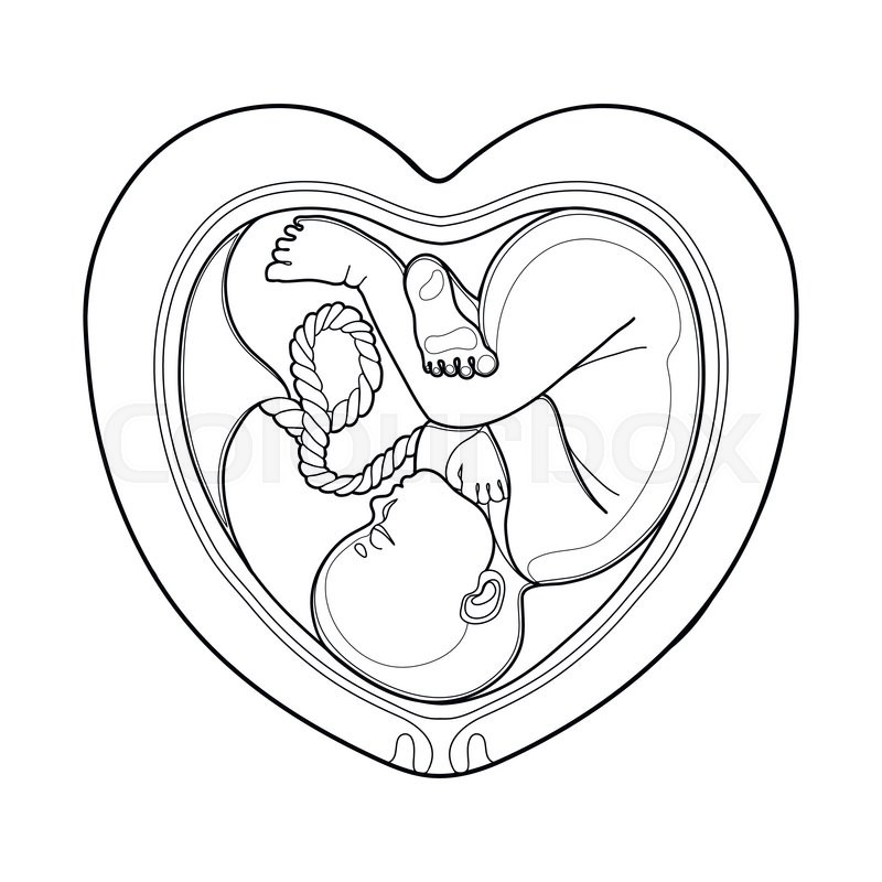 800x800 Graphic Fetus Inside The Heart Shaped Womb. Vector Illustration