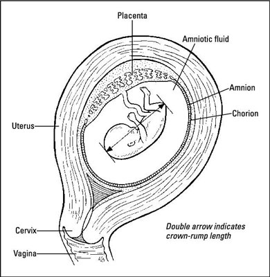 390x400 How An Embryo Grows