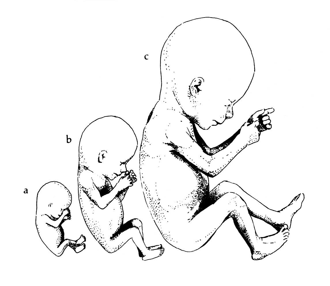 1145x994 Human Fetuses In The Third And Fourth Months Of Gestation. Half