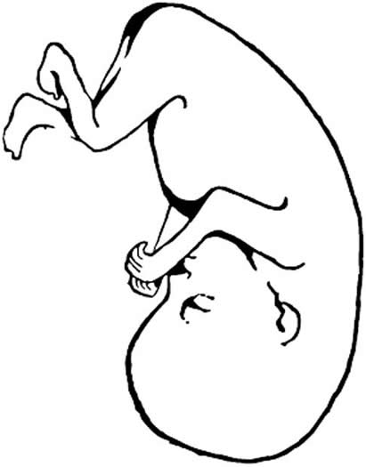 411x525 Fetus.jpg