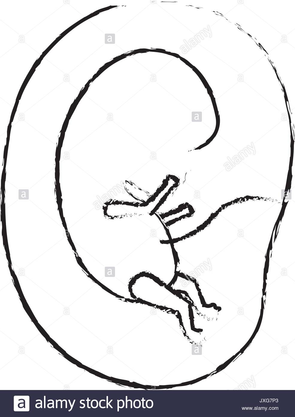 985x1390 Embryo Black And White Stock Photos Amp Images