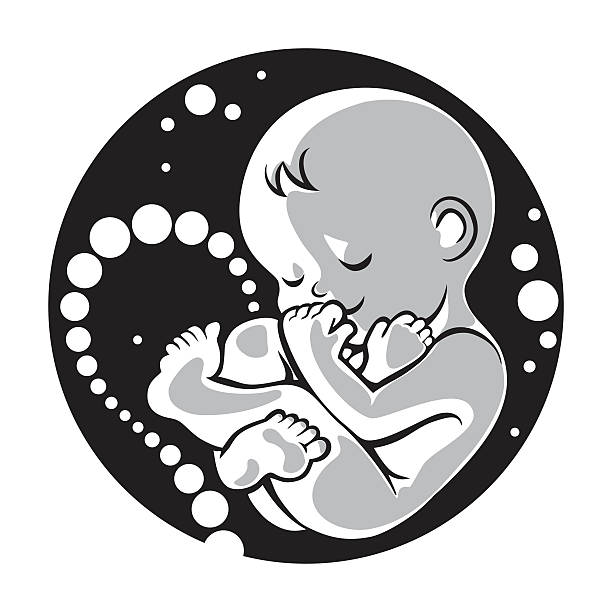612x612 Baby In Womb Clipart
