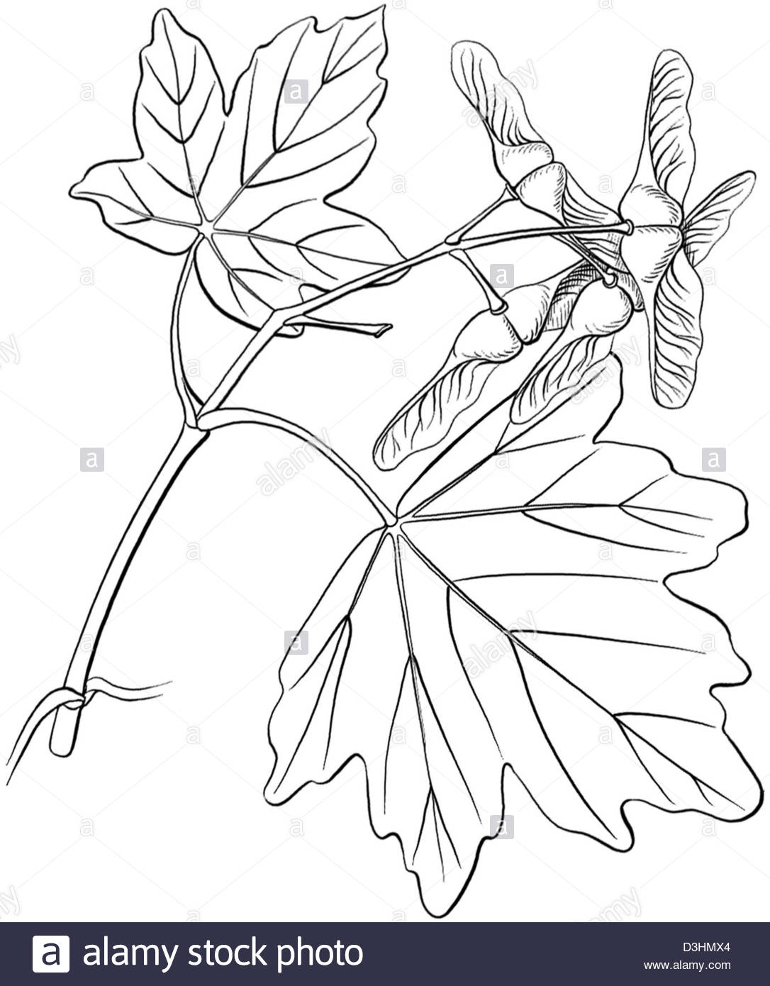 1086x1390 Field Maple, Drawing Stock Photo 53864668
