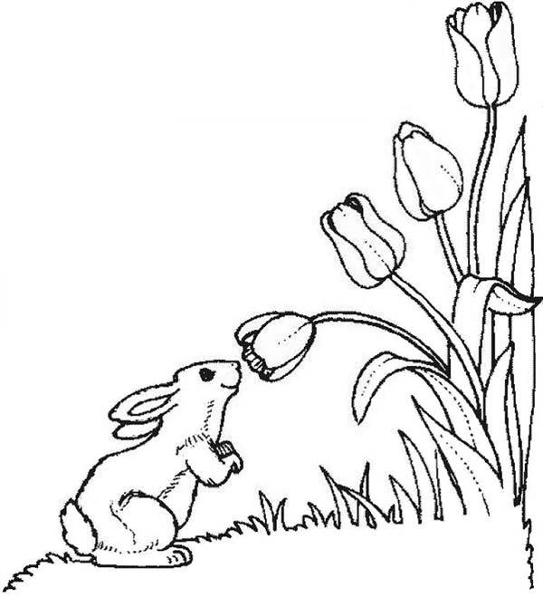 600x659 Tulips, A Cute Little Bunny In Tulips Field Coloring Page