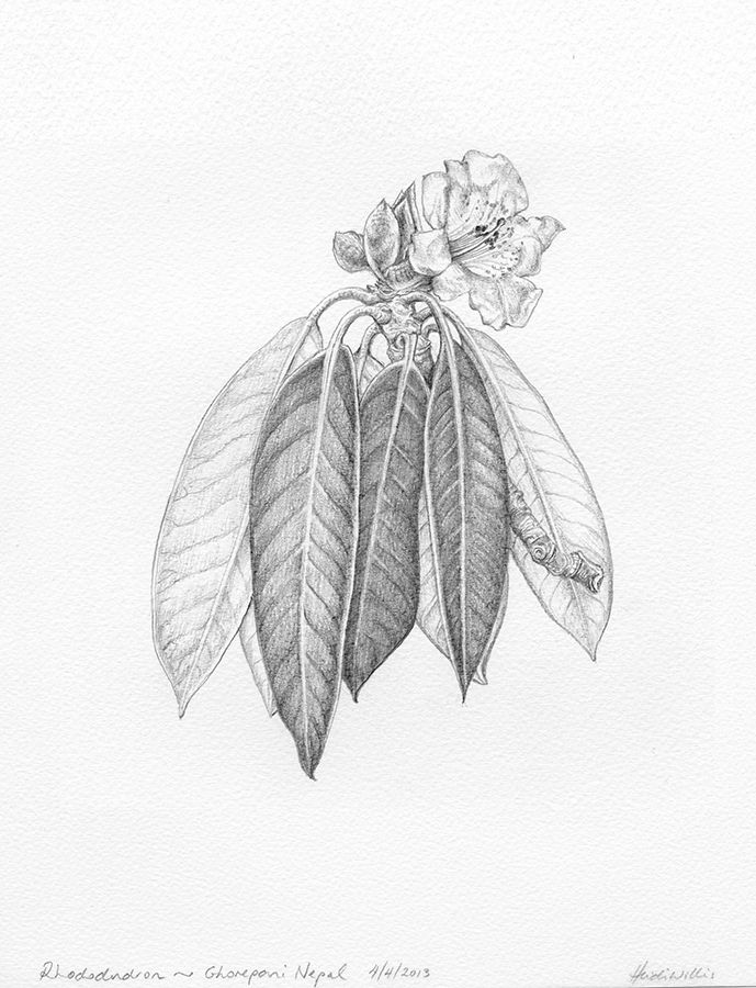 689x900 Botanical Drawing ~ Rhododendron Field Drawings 8 Botanical