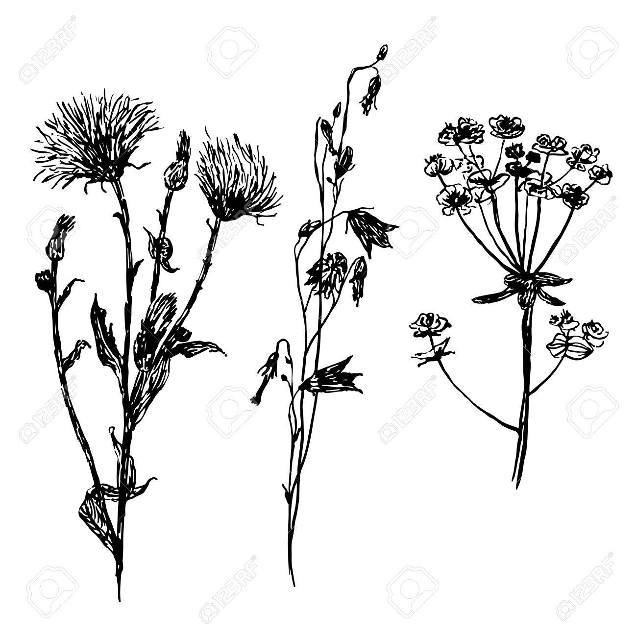 1300x1300 Drawing Set Meadow And Field Flowers, Hand Drawn Sketch Vector
