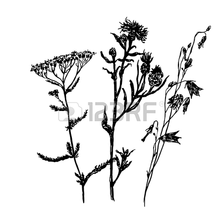 450x450 Drawing Set Of Field Grasses, Sketch, Hand Drawn Graphics Vector