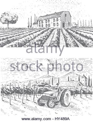 300x396 Vintage Engraved, Hand Drawn Vineyards Landscape, Tuskany Fields