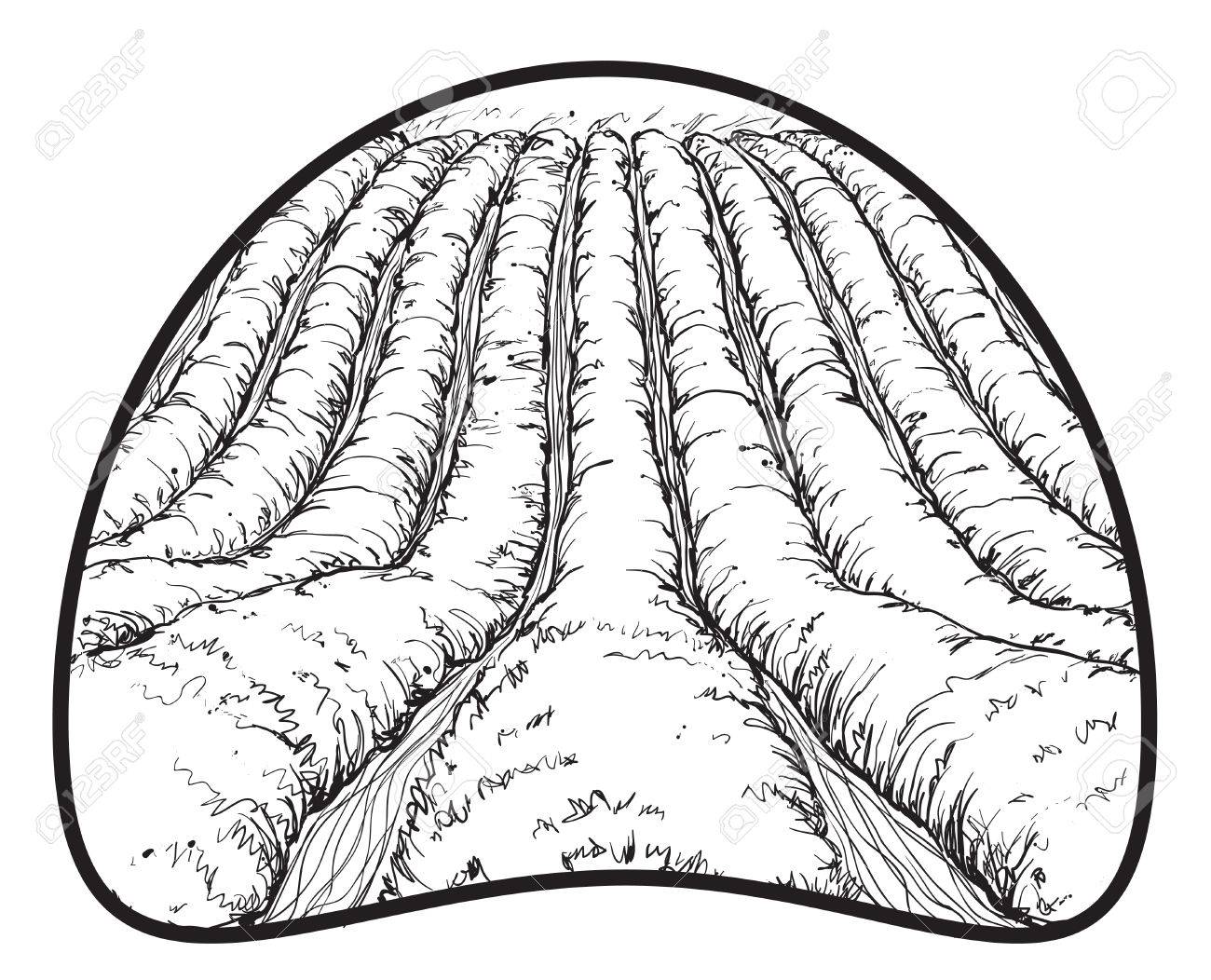 1300x1052 Farm Landscape Etch, Agriculture Scene. Hand Drawn Fields Royalty