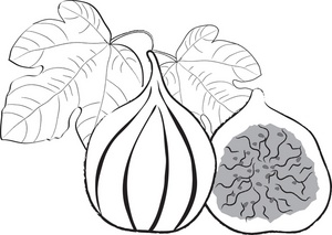 300x213 Free Fig Clipart Image 0515 0906 1016 2329 Food Clipart
