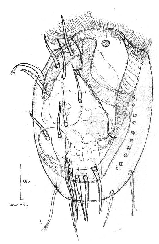 554x850 Mic Uk Drawing Your Microscopic Subjects