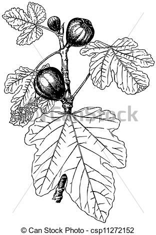312x470 The Best Fig Drawing Ideas On Fruits Drawing