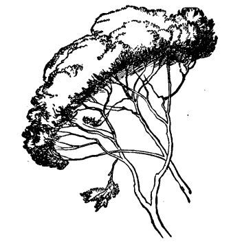 336x353 The Elements Of Drawing, By John Ruskin Letter1