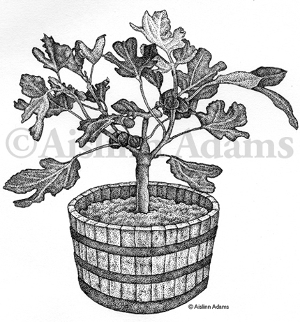 430x461 Common Fig Aislinn Adams