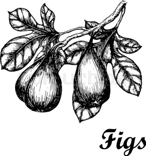 298x320 Fig Fruit On The Branch Hand Draw Sketch Background Pattern