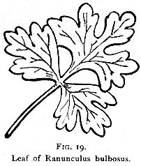 202x238 Fig. 019. Leaf Of Ranunculus Bulbosus. Henriette's Herbal Homepage