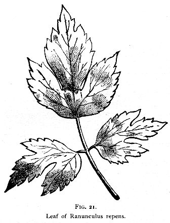 336x440 Fig. 021. Leaf Of Ranunculus Repens. Henriette's Herbal Homepage