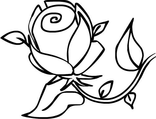 503x386 Ignite Dreams Garden Rose From Free Style Sketch
