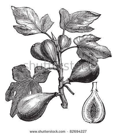 406x470 Image Result For Fig Botanical Sketch Tattoos