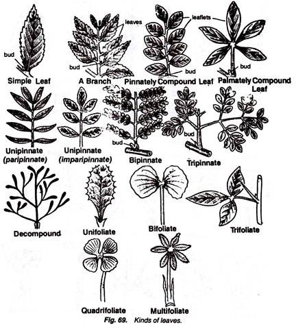432x480 Leaf Types, Terms And Phyllotaxy (With Diagram)
