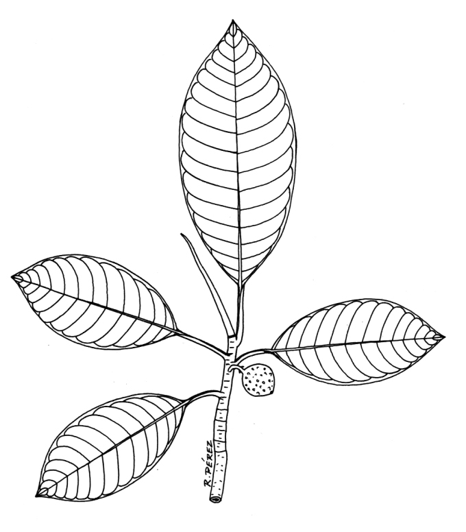 680x776 Panama Watershed Tree Atlas
