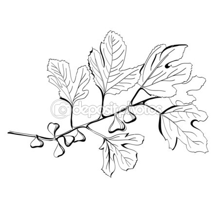 450x450 Stylized Black And White Drawing Of A Branch Of Fig Tree Baby