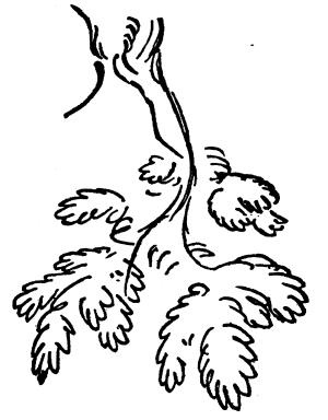 300x384 The Project Gutenberg Ebook Of The Elements Of Drawing, By John Ruskin