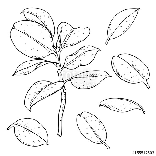 500x500 Vector Monochrome Set Of Fig Leaves Isolated On White. Natural