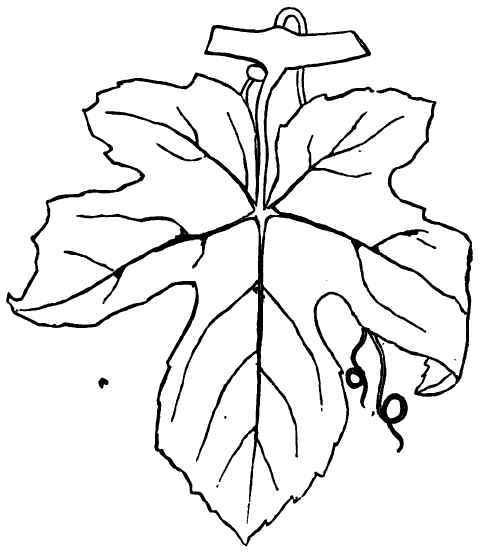 480x552 Drawn Foliage Fig Leaf