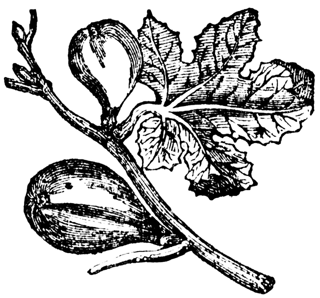 640x596 Fig Clipart Etc