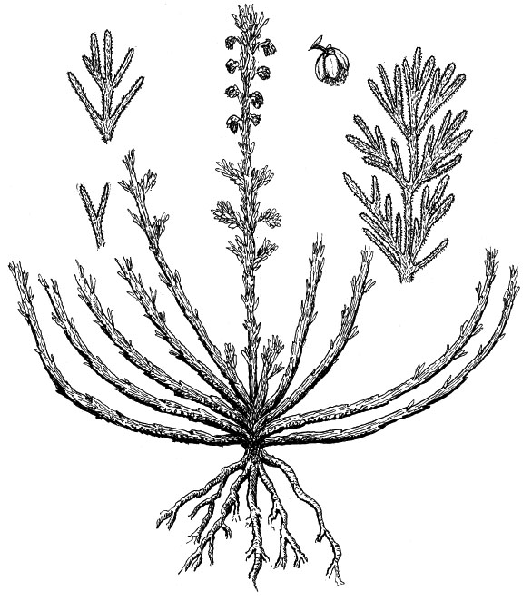 586x662 Lewis And Clark On The Great Plains A Natural History Journals