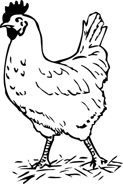 396x593 Fighting Rooster Drawings