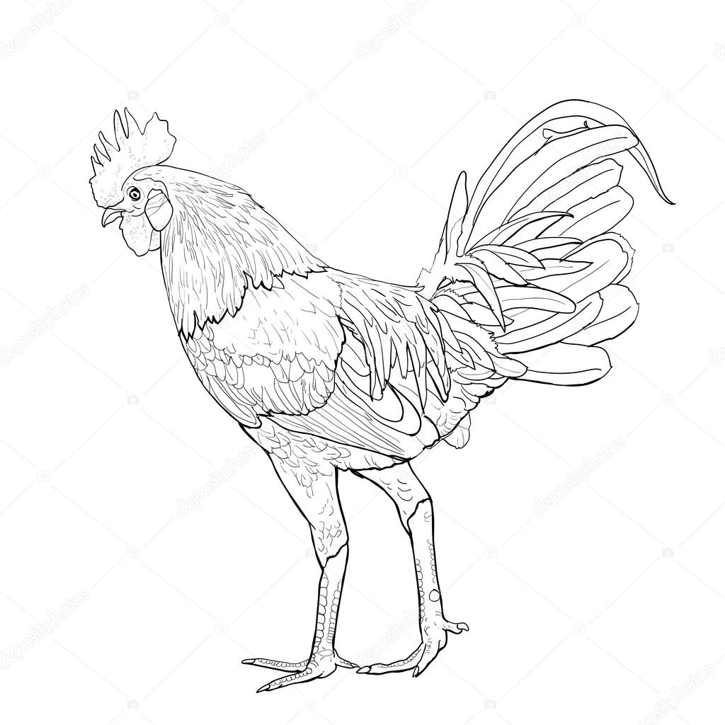 1024x1024 Fighting Cock Stock Vector Hadkhanong1979