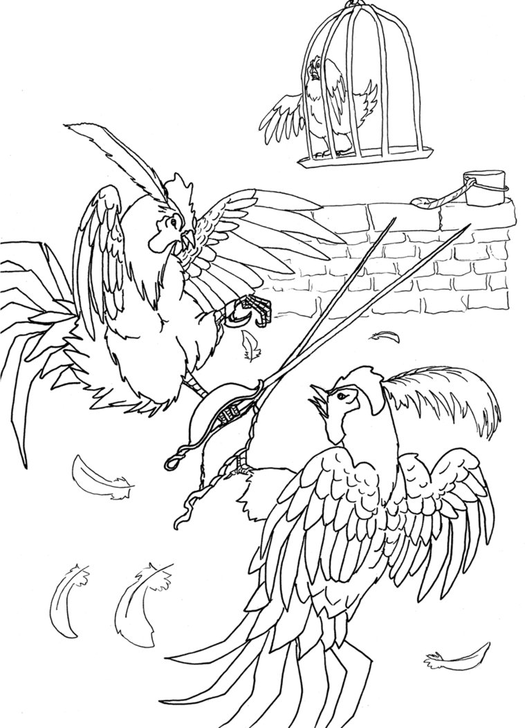 759x1053 Cock Fight By Juju Bug